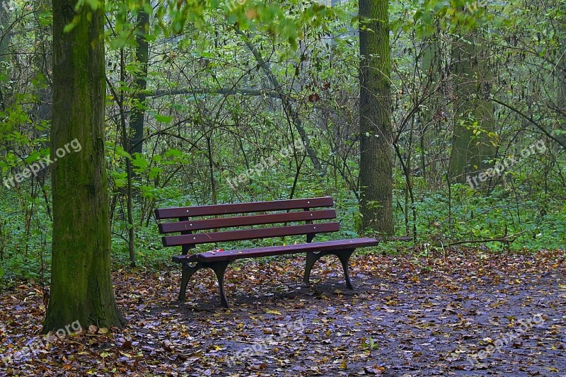 The Fog Forest Tree Rest Magical