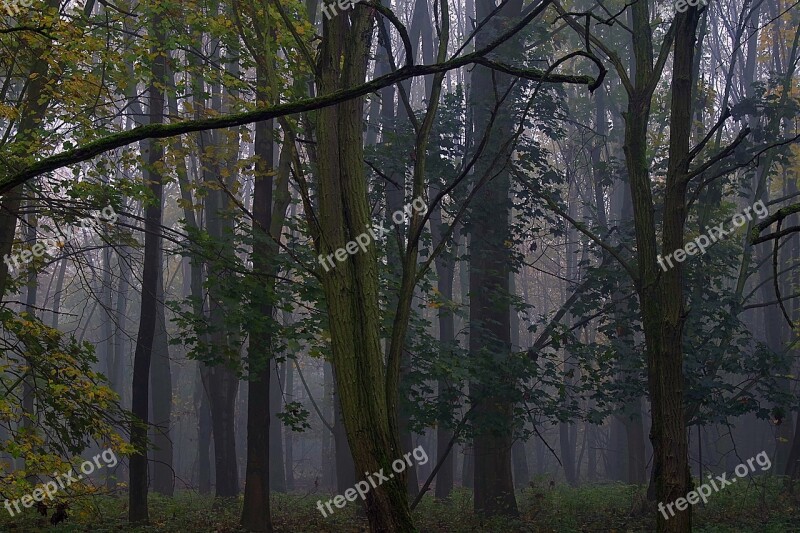 The Fog Forest Tree Magical Climate