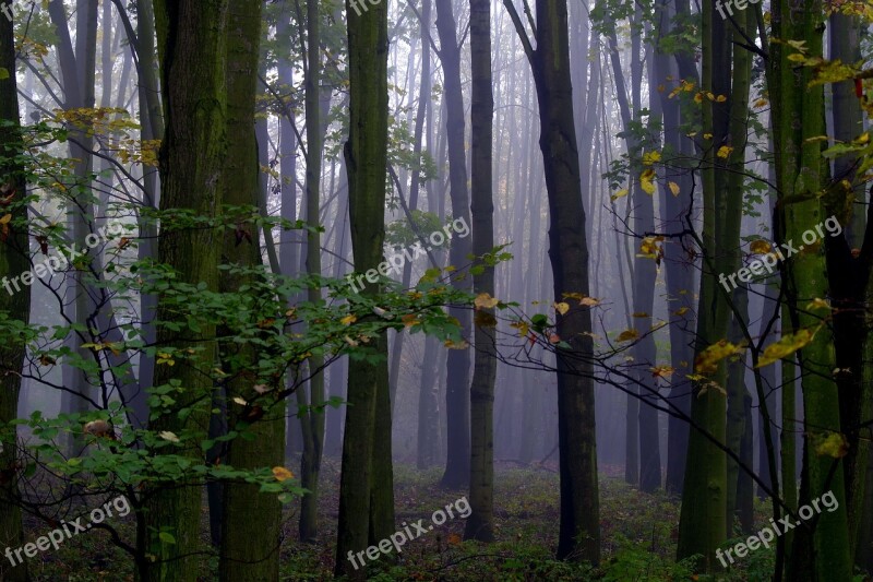 The Fog Forest Tree Magical Climate