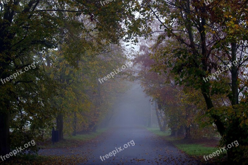 The Fog Forest Way The Path Autumn