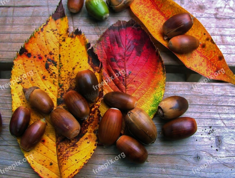 Autumn Image Leaf Of Cherry Tree Red Huang