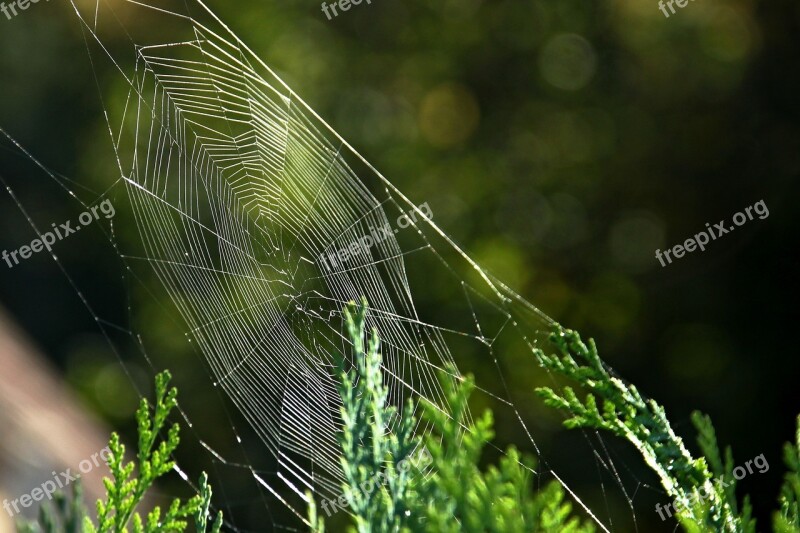 Cobweb Nature Close Up Dew Spider Webs