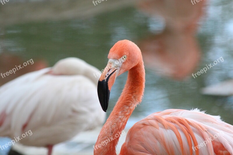 Pink Flamingo Flamingo Bird Phoenicopterus Roseus Head