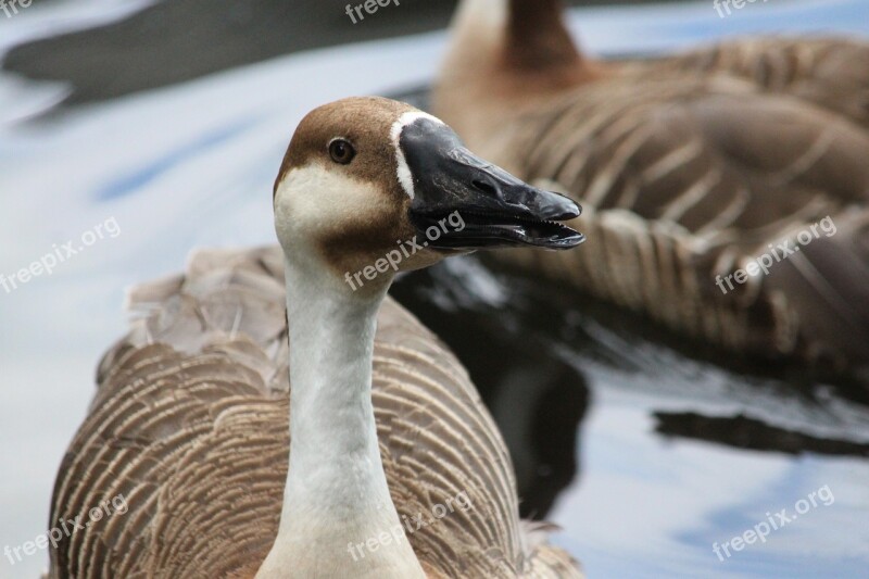 Suhonos Goose Bird Anser Cygnoides Waterfowl