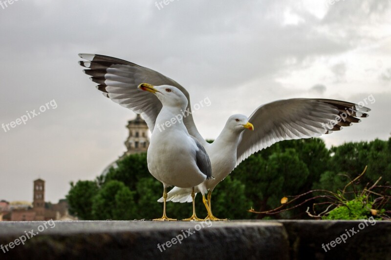 Seagulls Bird Rome Ali Flight