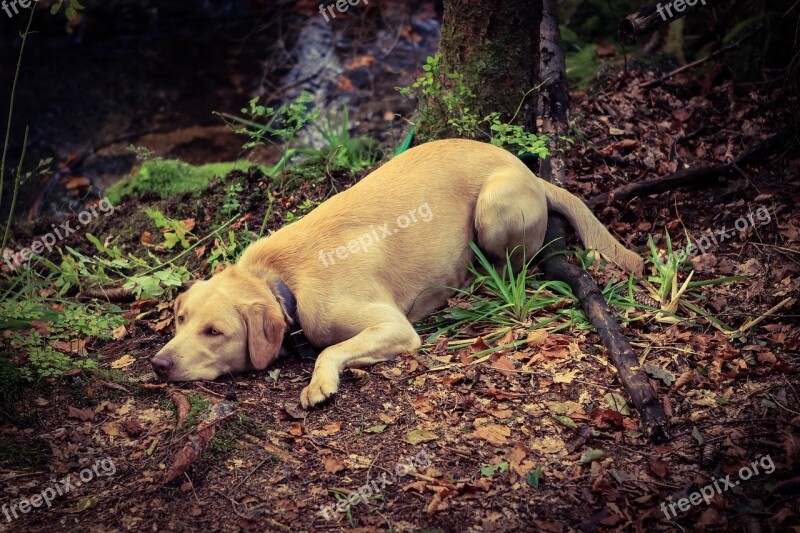 Dog Forest Nature Autumn Young Dog