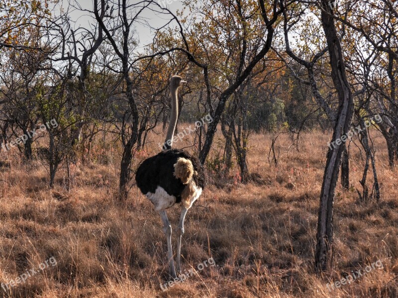 Ostrich Wild Life Safari Game Farm Africa Sun