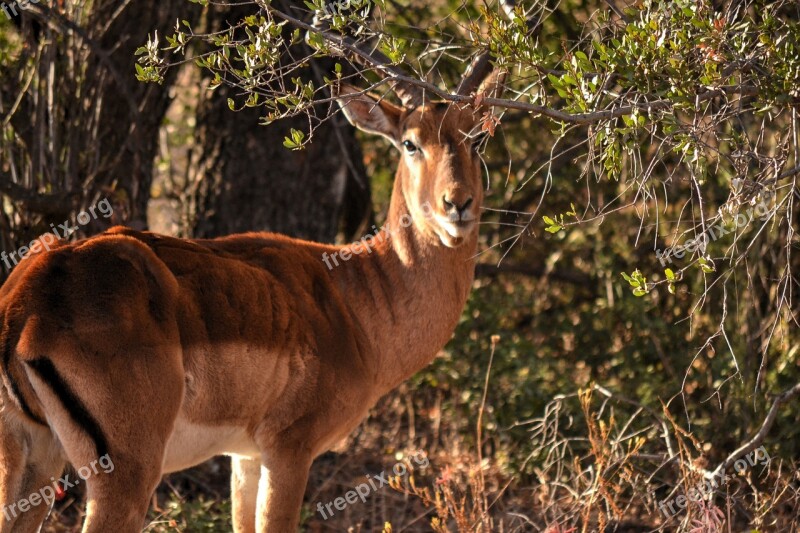 Wild Life Africa Sun Safari Game Farm Free Photos