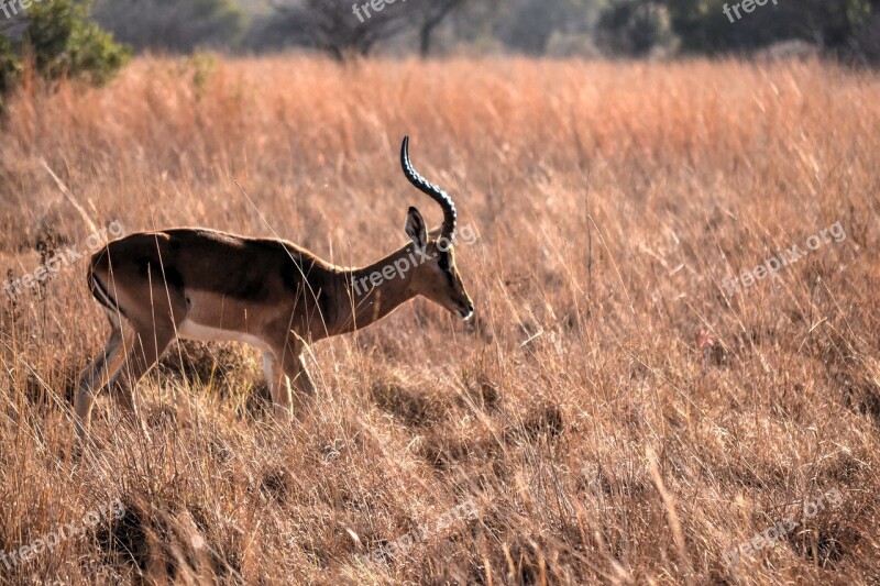 Africa Sun Safari Wild Life Game Farm Free Photos