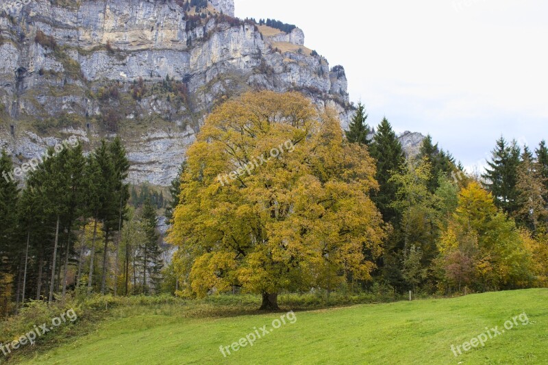 Tree Autumn Fall Color Tree In The Fall Landscape