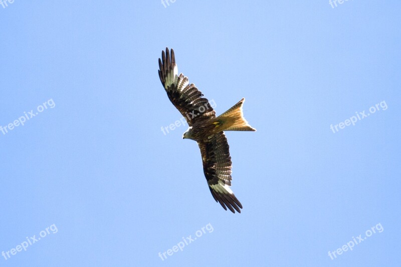 Milan Raptor Bird Of Prey Red Milan Bird