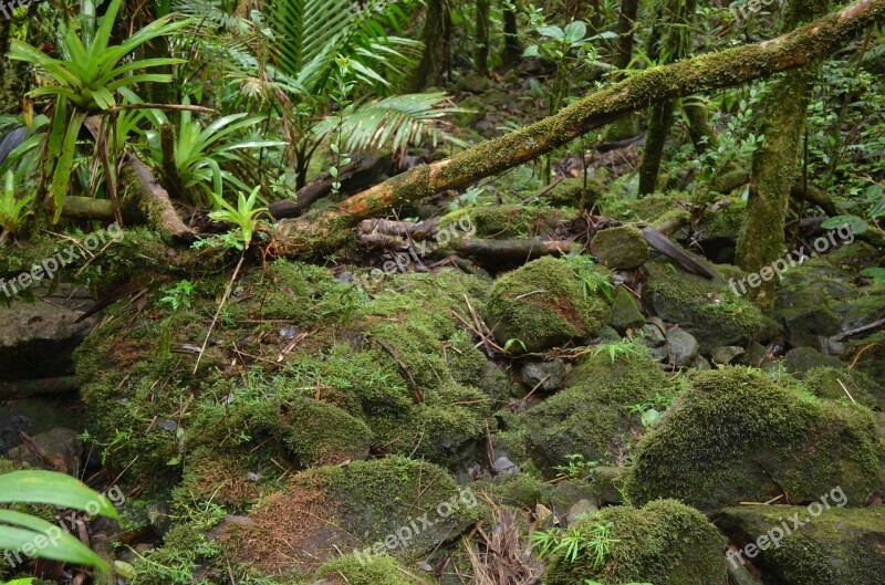 Forest Anvil Stone Forest Nuturaleza Nature