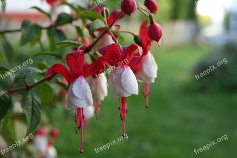 Fuchsia Flowers Nature Green Summer