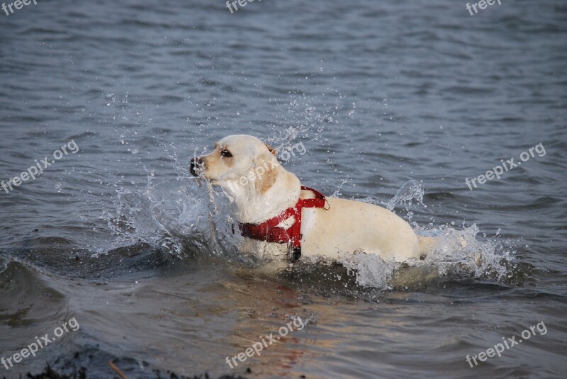 Animal Dog Labrador White Walk