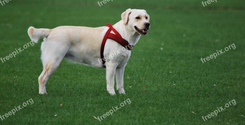 Animal Dog Labrador White Walk