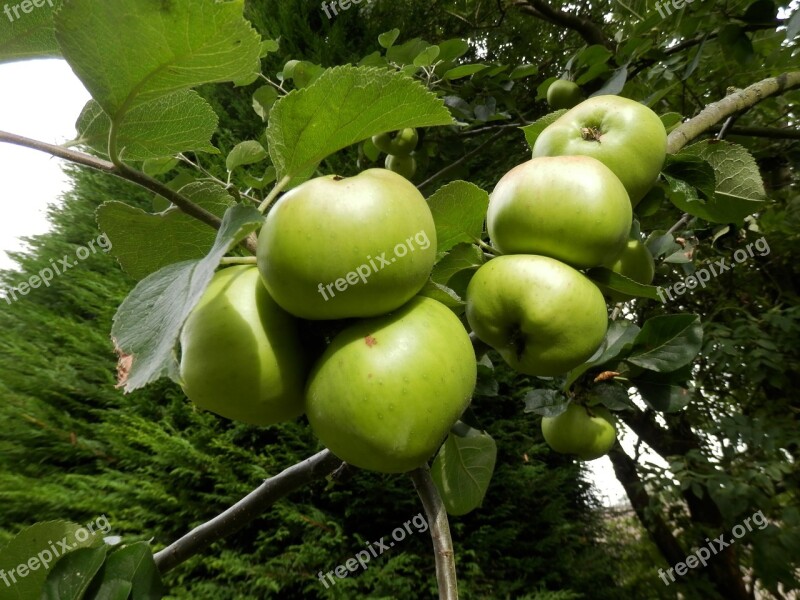 Apples Tree Apple Tree Nature Green