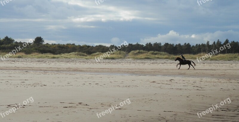 Beach Sand Horse Riding Tentsmuir Beach