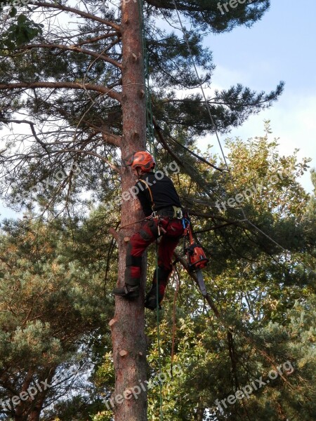 Tree Surgeon Tree Logger Chainsaw Forestry Free Photos