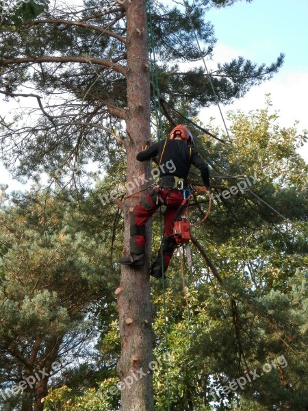 Tree Surgeon Tree Logger Lumberjack Worker Tree