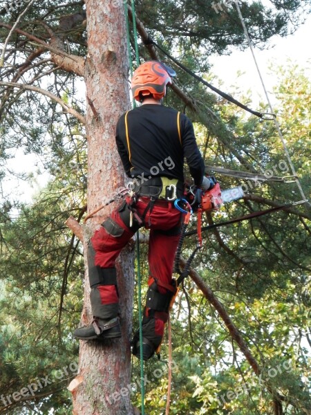 Tree Surgeon Tree Logger Lumberjack Worker Tree