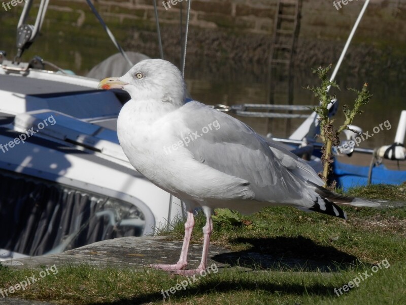 Seagull Gull Bird White Animal