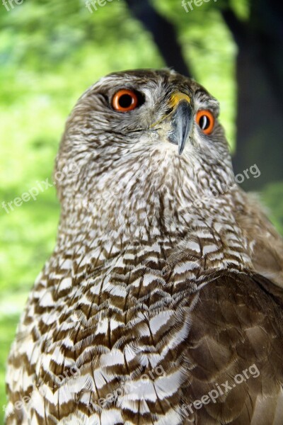 Hawk Bird-of-year-2015 Accipiter Gentilis Raptor Hawk-like