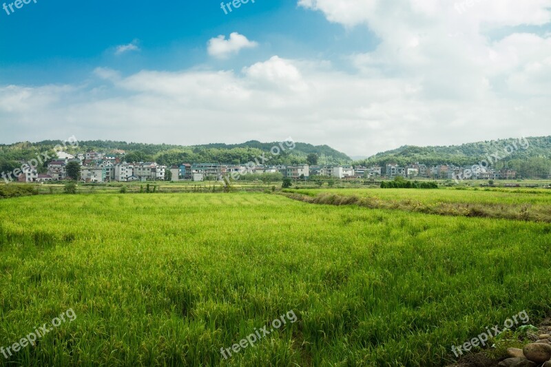 Autumn In Rice Field Sky Sunshine In Rural Areas