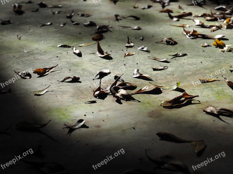 Autumn Leaves Autumn Leaves On The Ground Nature Dry Leaf