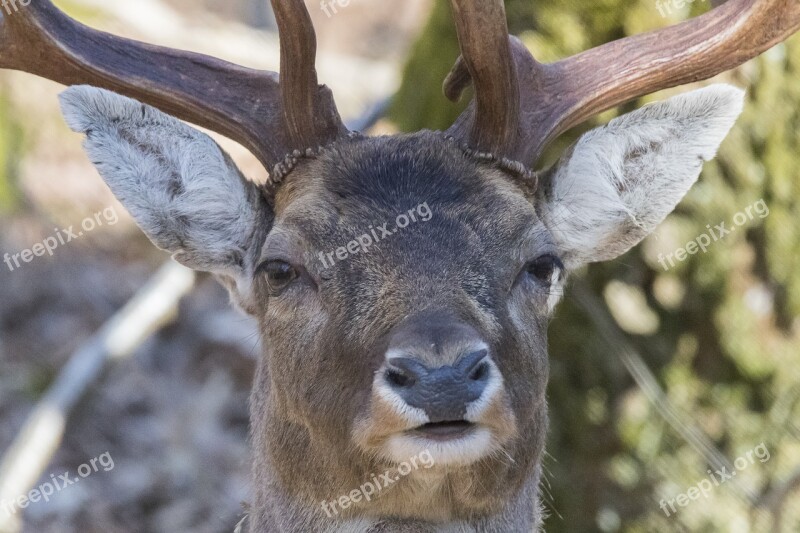 Deer Fallow Deer Antlers Main Free Photos