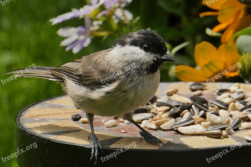 Animal Bird Tit Marsh Tit Parus Palustris