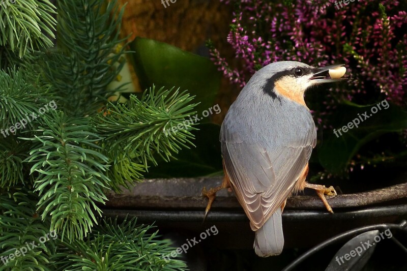 Animal Bird Kleiber Sitta Europaea Foraging