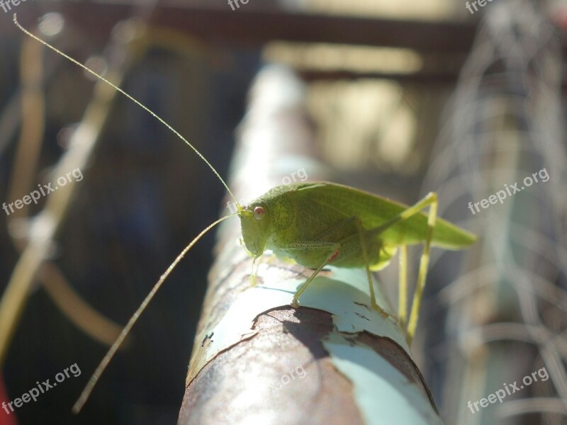 Grasshopper Katydid Long Probe Shrink Insect Animal