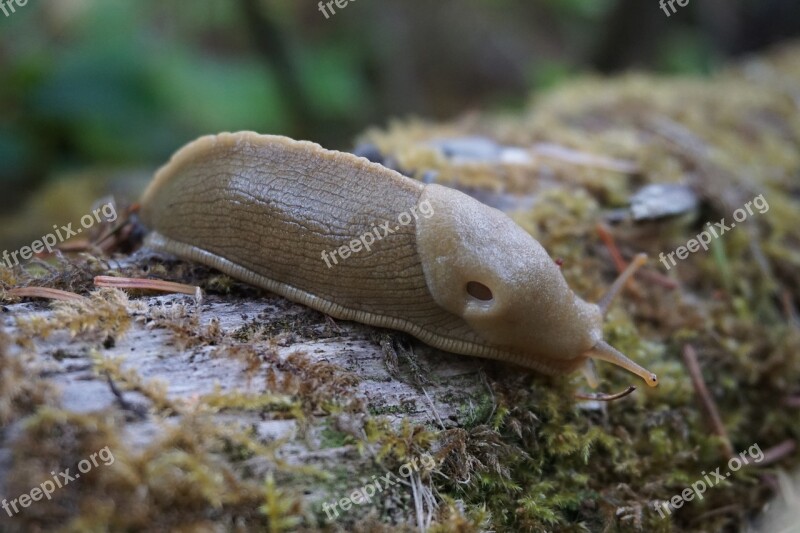 Banana Slug Wilderness Nature Gastropod Macro