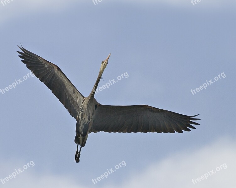 Great Blue Heron Flying Bird Wild Beak