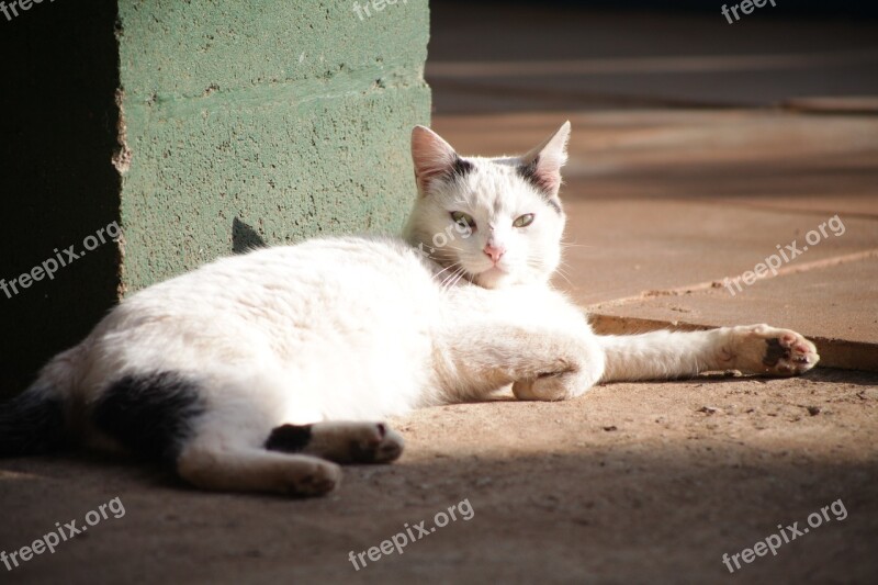 Kitten Resting Tabby Sun Placing