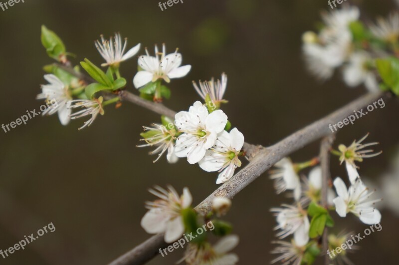 Flower White Spring White Flowers Free Photos