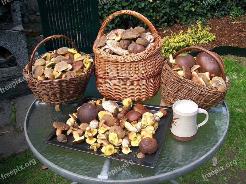 Mushrooms Basket With Mushrooms Forest Brown Autumn