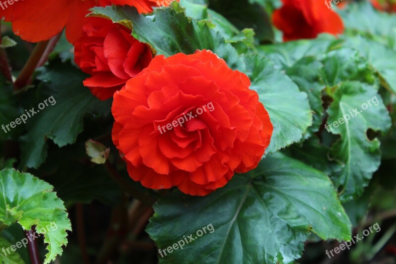 Red Flower In Focus Floral Bloom