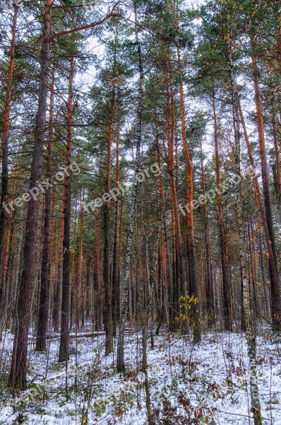 Snow Forest Winter Winter Forest Trees