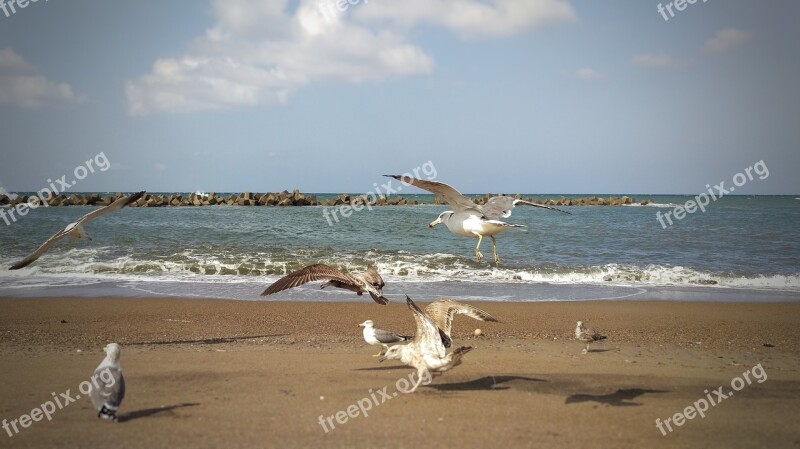 Beach Sea Sea Gull Seagull Birds Of The Sea