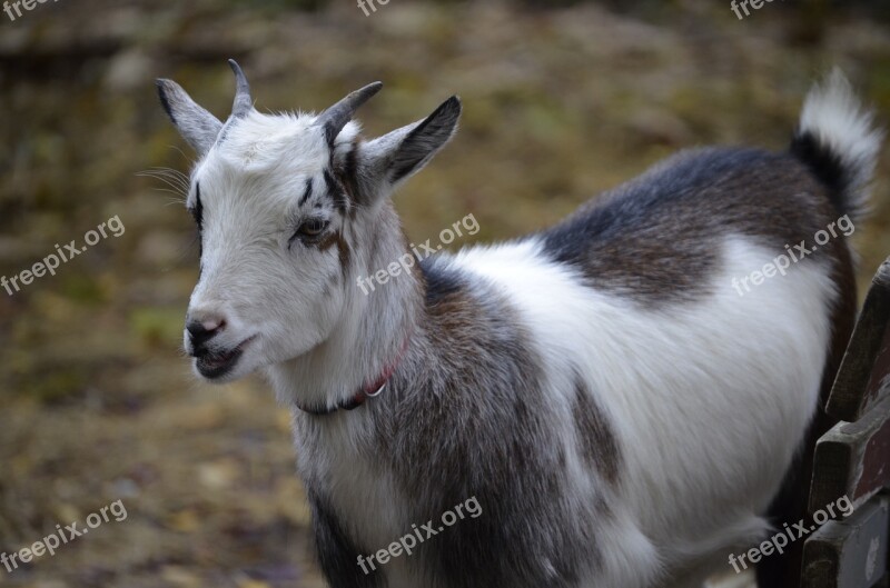 Goat Dwarf Goat Domestic Goat Livestock Close Up