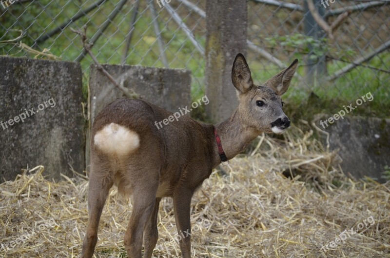 Roe Deer Kitz Brown Young Deer Free Photos