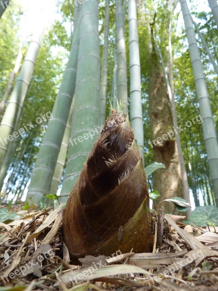 Bamboo Shoot Sprout Japan Food