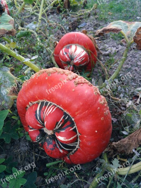 Pumpkin Huerta Cultivate Free Photos