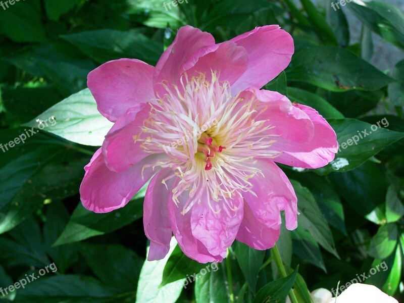 Peony Flower Nature Pink Garden