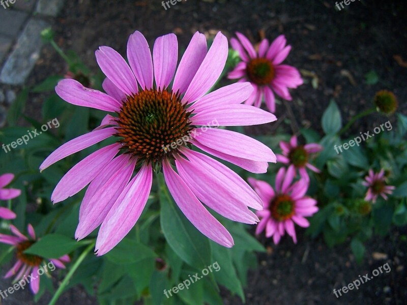 Coneflower Pink Purple Blossom Flower