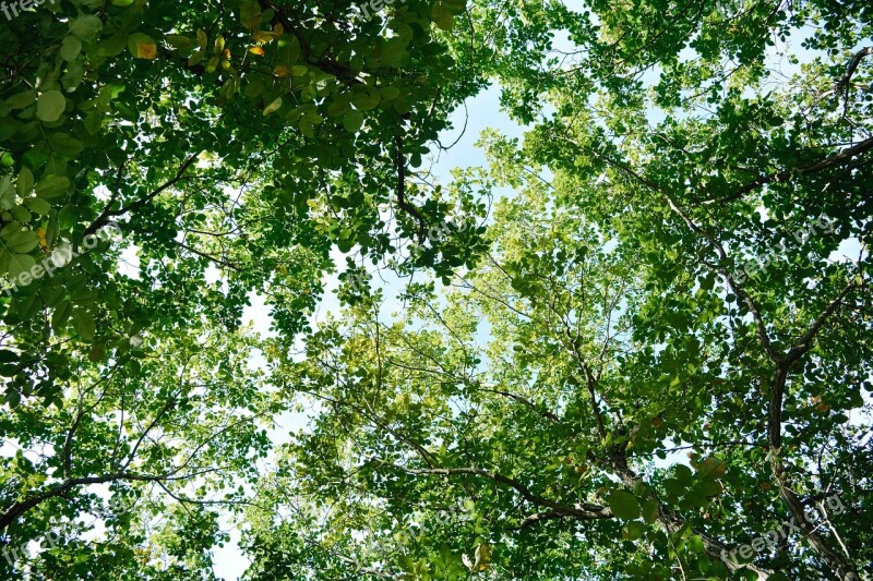 The Leaves Branch Summer Forest Tree