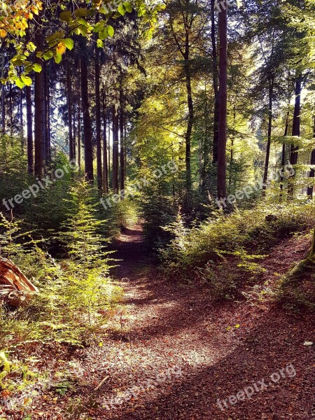 Forest Forest Path Autumn Walk Trees