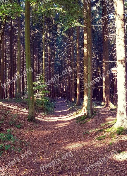 Forest Forest Path Autumn Walk Trees