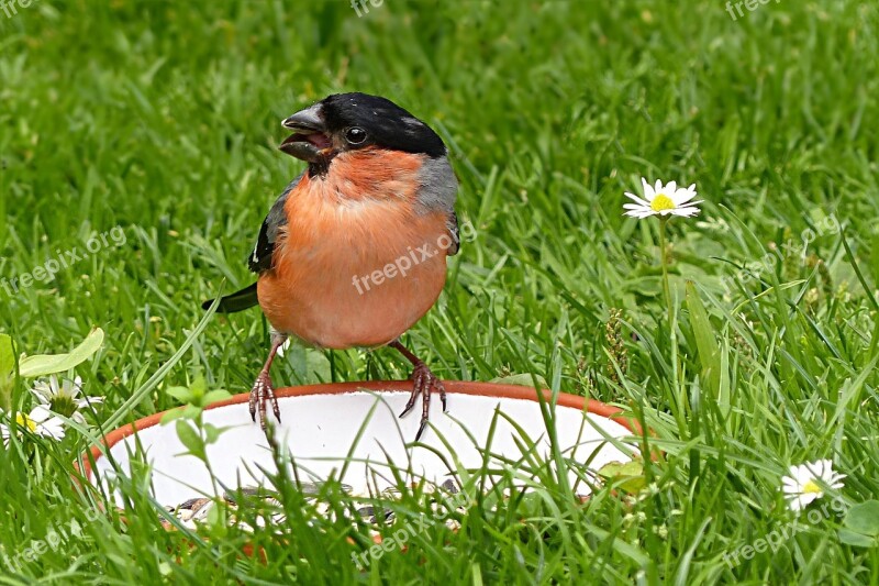 Animal Bird Bullfinch Male Pyrrhula Feeding Place